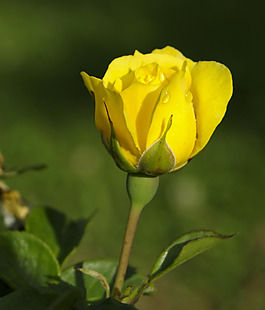 位圖 植物攝影 寫(xiě)實(shí)花卉 花朵 玫瑰 免費(fèi)素材