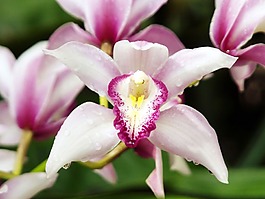 位圖 植物攝影 花卉 花朵 免費素材