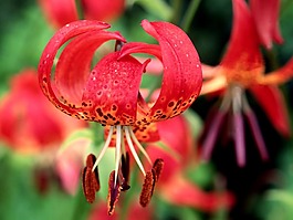 位圖 植物攝影 花卉 花朵 免費(fèi)素材