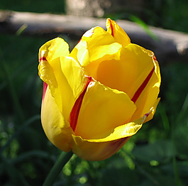 位圖 植物攝影 寫實(shí)花卉 花朵 郁金香 免費(fèi)素材