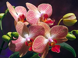 位圖 植物攝影 花卉 花朵 免費素材