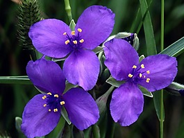 位圖 植物攝影 花卉 花朵 免費(fèi)素材
