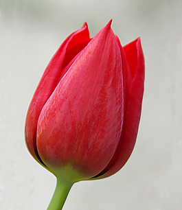 位圖 植物攝影 寫實(shí)花卉 花朵 郁金香 免費(fèi)素材