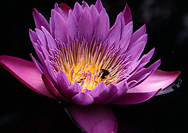 位圖 植物攝影 寫(xiě)實(shí)花卉 花朵 野花 免費(fèi)素材