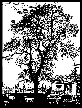 大樹圖片