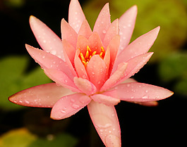 位圖 植物攝影 寫實花卉 花朵 蓮花 免費素材