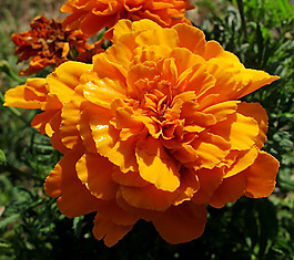 位圖 植物攝影 寫(xiě)實(shí)花卉 花朵 野花 免費(fèi)素材