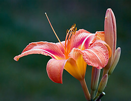 位圖 植物攝影 寫(xiě)實(shí)花卉 花朵 百合 免費(fèi)素材