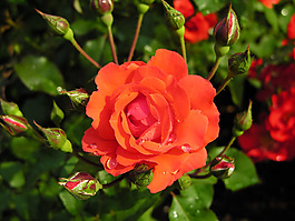 位圖 植物攝影 花卉 花朵 免費(fèi)素材