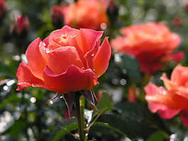 位圖 植物攝影 花卉 花朵 免費(fèi)素材