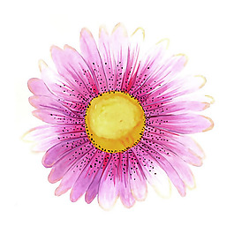 位圖 植物 寫意花卉 花朵 菊花 免費素材