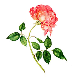 位圖 植物 寫意花卉 花朵 玫瑰 免費素材