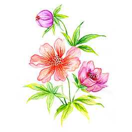 位圖 植物 寫意花卉 花朵 牡丹 免費(fèi)素材