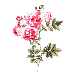 位圖 植物 寫意花卉 花朵 月季 免費(fèi)素材