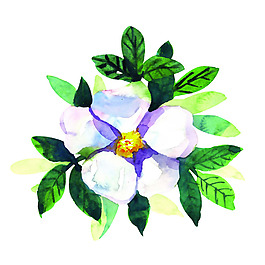 位圖 植物 寫意花卉 花朵 芍藥 免費素材