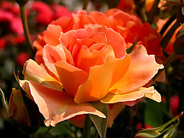 位圖 植物攝影 花卉 花朵 免費(fèi)素材