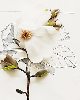 位圖 插畫 植物 花卉 花朵 免費(fèi)素材
