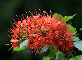 位圖 植物攝影 寫(xiě)實(shí)花卉 花朵 野花 免費(fèi)素材