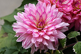 位圖 植物攝影 寫(xiě)實(shí)花卉 花朵 野花 免費(fèi)素材