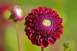 位圖 植物攝影 寫(xiě)實(shí)花卉 花朵 野花 免費(fèi)素材