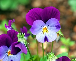 位圖 植物攝影 花卉 花朵 免費(fèi)素材