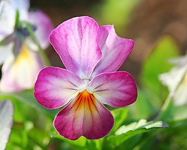 位圖 植物攝影 花卉 花朵 免費(fèi)素材
