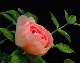 位圖 植物攝影 寫實花卉 花朵 牡丹 免費素材