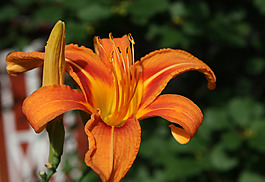 位圖 植物攝影 寫實(shí)花卉 花朵 百合 免費(fèi)素材