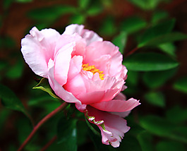 位圖 植物攝影 寫實花卉 花朵 牡丹 免費素材