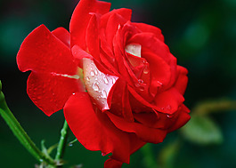 位圖 植物攝影 寫實(shí)花卉 花朵 玫瑰 免費(fèi)素材