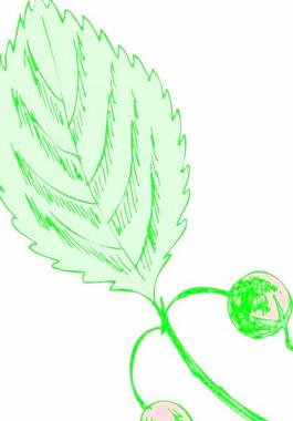 牡丹玫瑰菊花