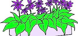 牡丹玫瑰菊花