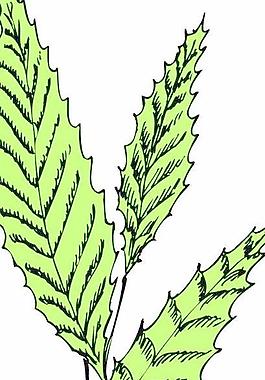卡通矢量鮮花