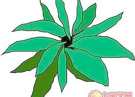 葉子樹葉花草