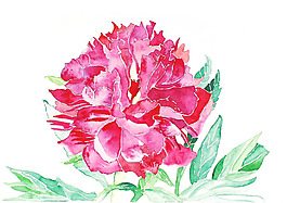 位圖 植物 寫意花卉 花朵 牡丹 免費素材