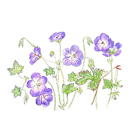 位圖 植物 寫意花卉 花朵 牽?；?免費(fèi)素材