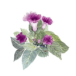 位圖 植物 寫意花卉 花朵 牽?；?免費(fèi)素材