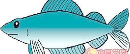 海洋生物
