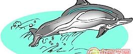 海洋生物