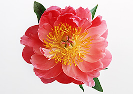 位圖 植物攝影 花朵 花卉 免費素材