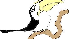 老鷹鴿子鳥類