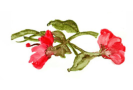 位圖 植物 寫意花卉 花朵 牡丹 免費(fèi)素材