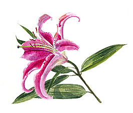 位圖 植物 寫(xiě)意花卉 花朵 百合 免費(fèi)素材