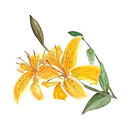 位圖 植物 寫(xiě)意花卉 花朵 百合 免費(fèi)素材