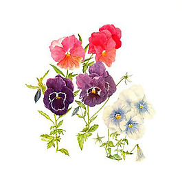 位圖 植物 寫意花卉 花朵 蝴蝶蘭 免費(fèi)素材