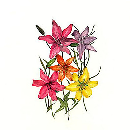位圖 植物 寫(xiě)意花卉 花朵 百合 免費(fèi)素材