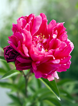 位圖 植物攝影 寫實(shí)花卉 花朵 牡丹 免費(fèi)素材