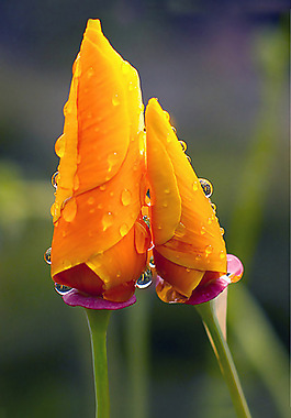 位圖 植物攝影 寫(xiě)實(shí)花卉 花朵 玫瑰 免費(fèi)素材