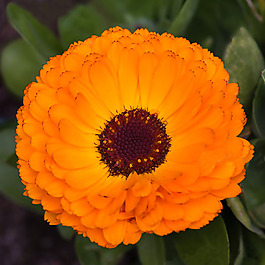 位圖 植物攝影 寫實花卉 花朵 菊花 免費素材