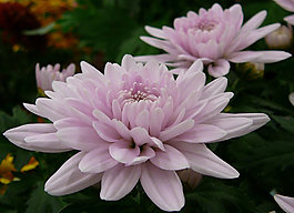 位圖 植物攝影 寫實花卉 花朵 菊花 免費(fèi)素材